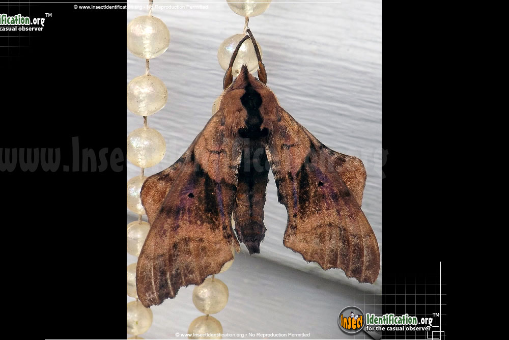 Full-sized image #8 of the Blinded-Sphinx-Moth