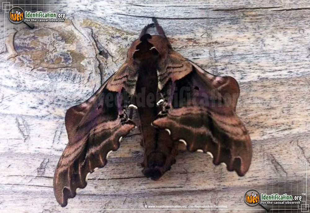 Full-sized image #13 of the Blinded-Sphinx-Moth
