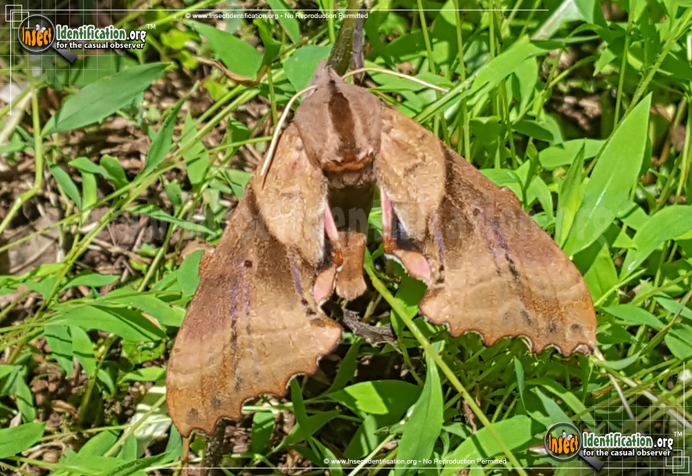 Full-sized image #10 of the Blinded-Sphinx-Moth