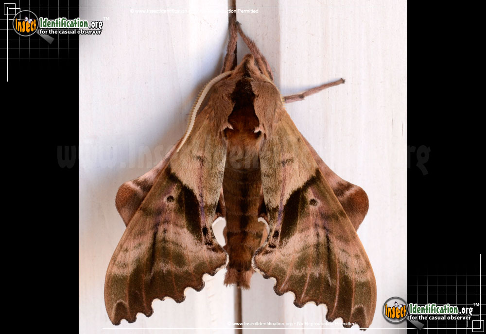 Full-sized image of the Blinded-Sphinx-Moth