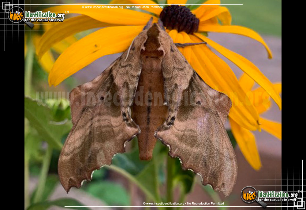 Full-sized image #8 of the Blinded-Sphinx-Moth