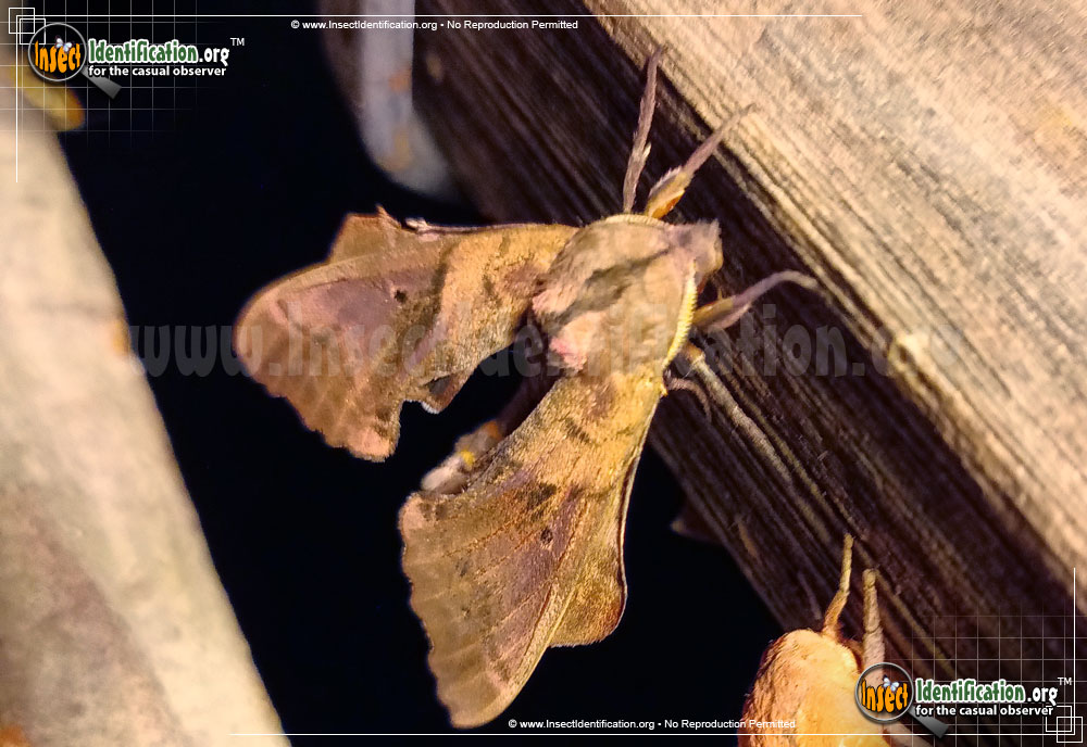 Full-sized image #14 of the Blinded-Sphinx-Moth