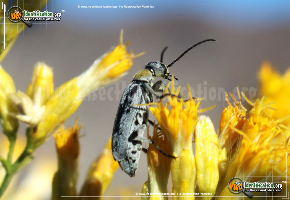 Full-sized image #2 of the Blister-Beetle-Epicauta-Wheeleri