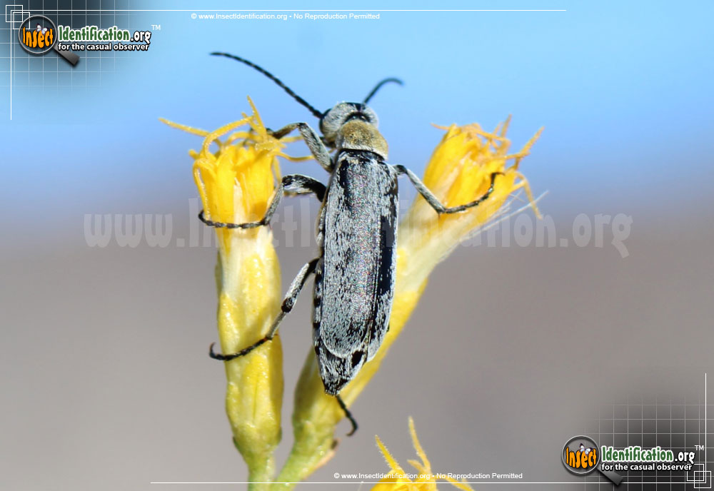 Full-sized image #3 of the Blister-Beetle-Epicauta-Wheeleri