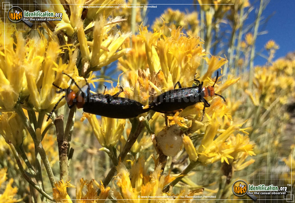 Full-sized image of the Blister-Beetle-Lytta-aeneipennis