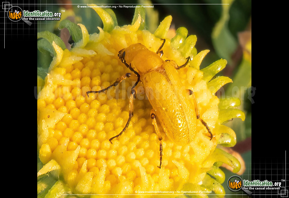 Full-sized image of the Blister-Beetle-Zonitis-sayi