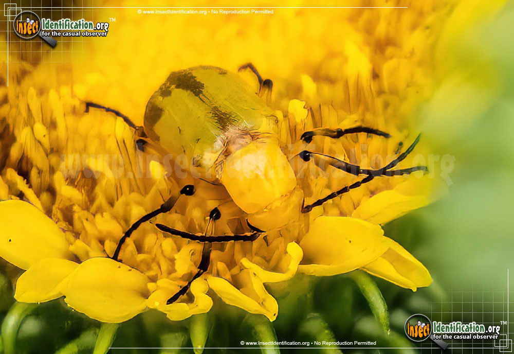 Full-sized image #3 of the Blister-Beetle-Zonitis-sayi