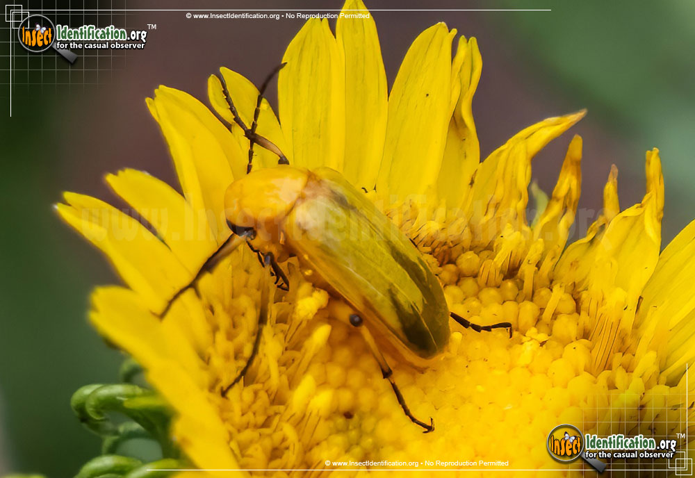 Full-sized image #2 of the Blister-Beetle-Zonitis-sayi