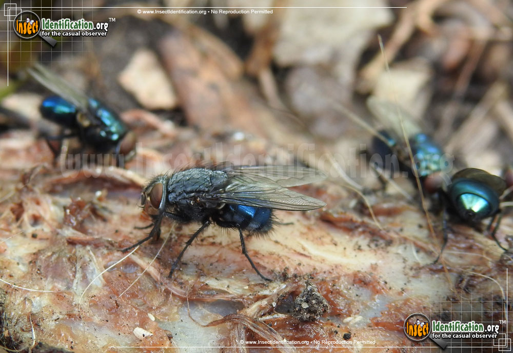 Full-sized image of the Blue-Blow-Fly