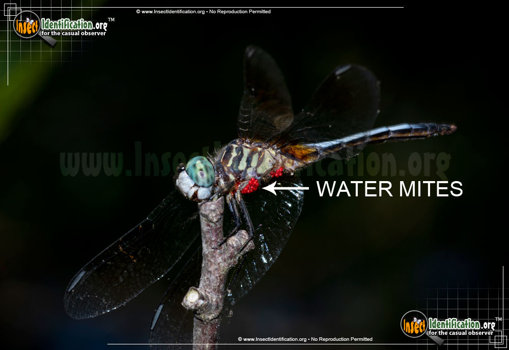 Full-sized image #14 of the Blue-Dasher