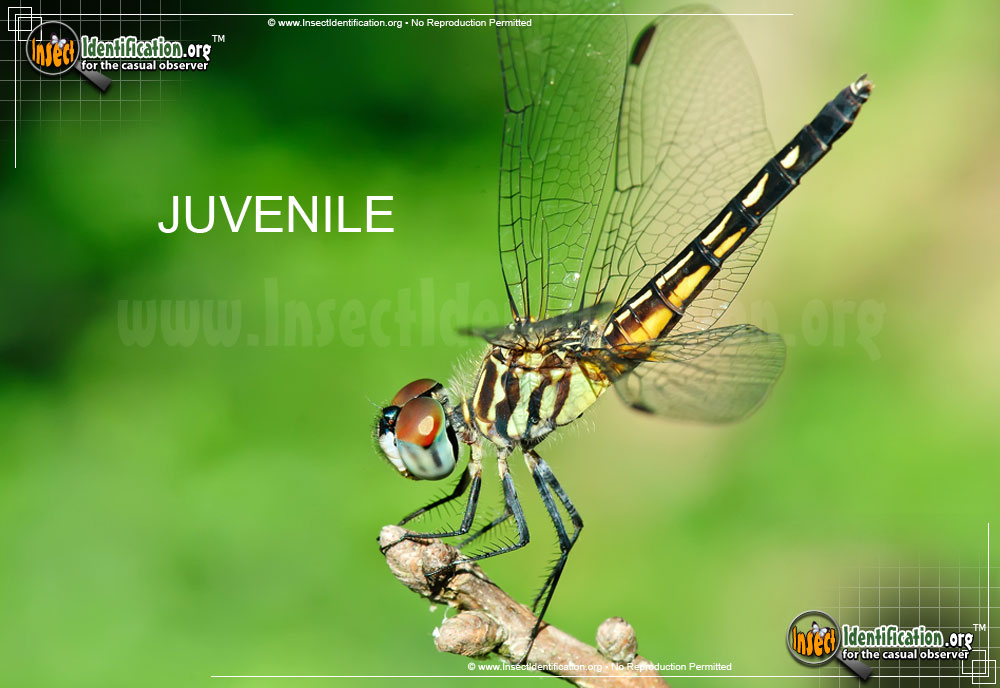 Full-sized image #9 of the Blue-Dasher
