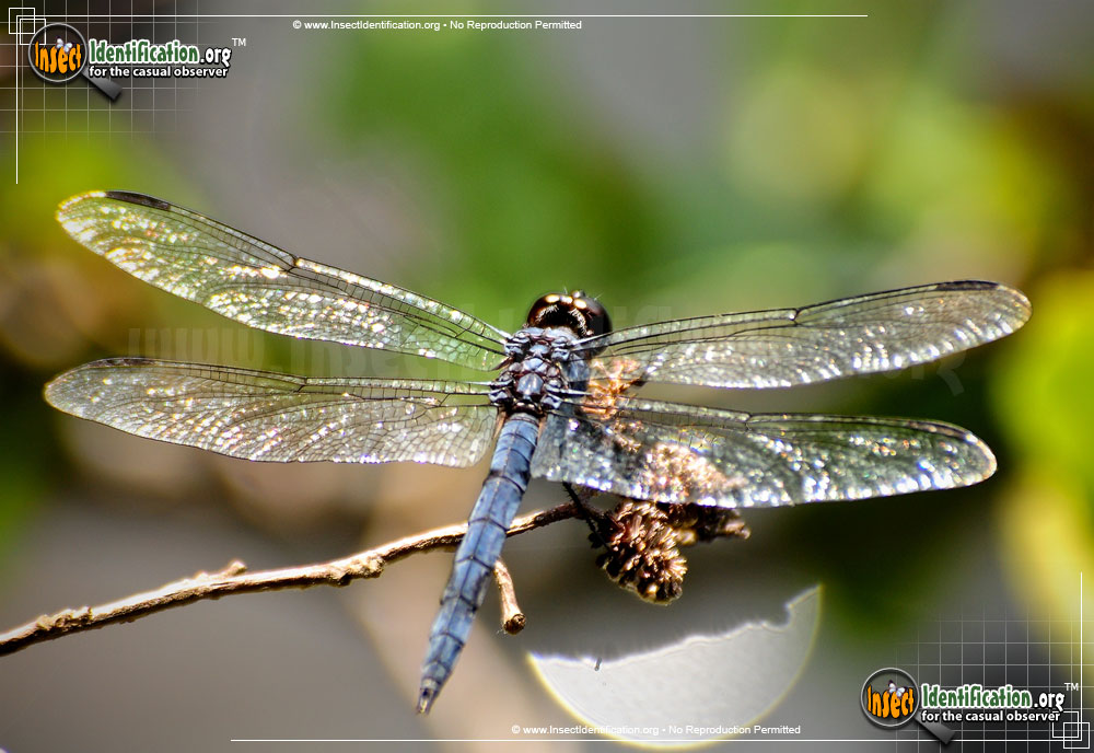 Full-sized image #11 of the Blue-Dasher
