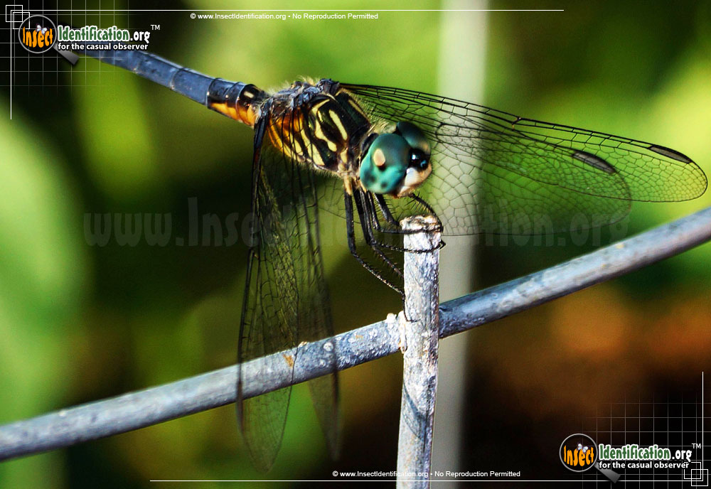 Full-sized image #7 of the Blue-Dasher