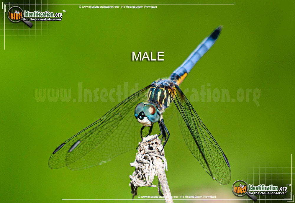 Full-sized image #12 of the Blue-Dasher