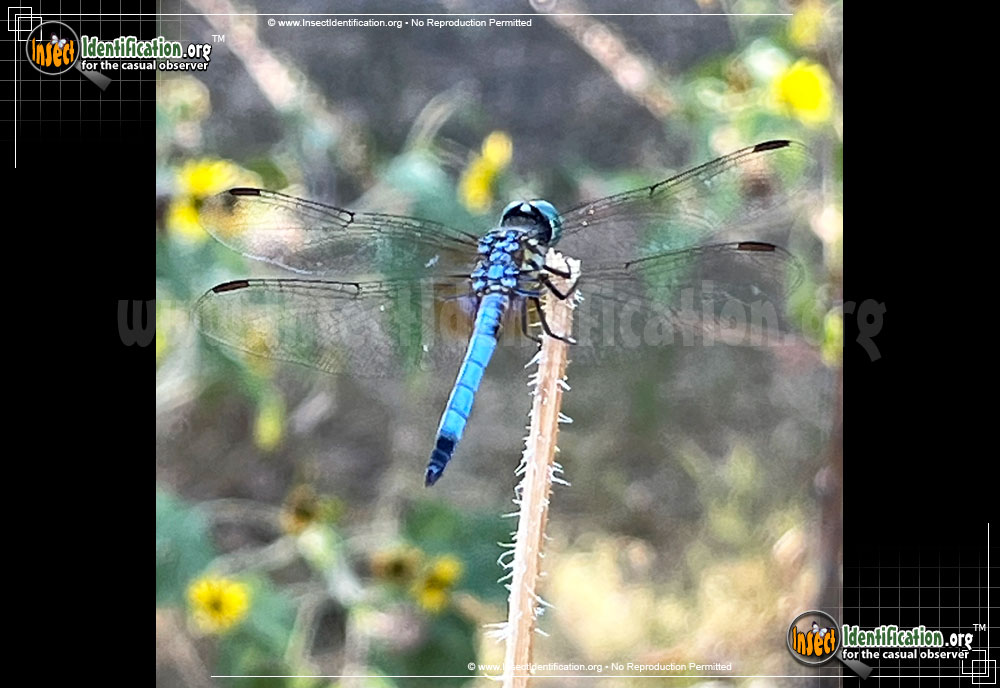 Full-sized image #15 of the Blue-Dasher
