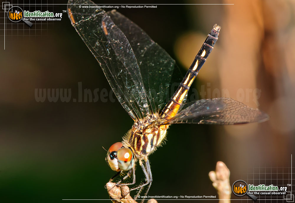 Full-sized image #13 of the Blue-Dasher