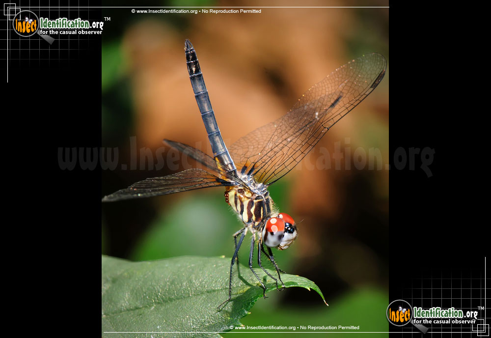 Full-sized image #2 of the Blue-Dasher