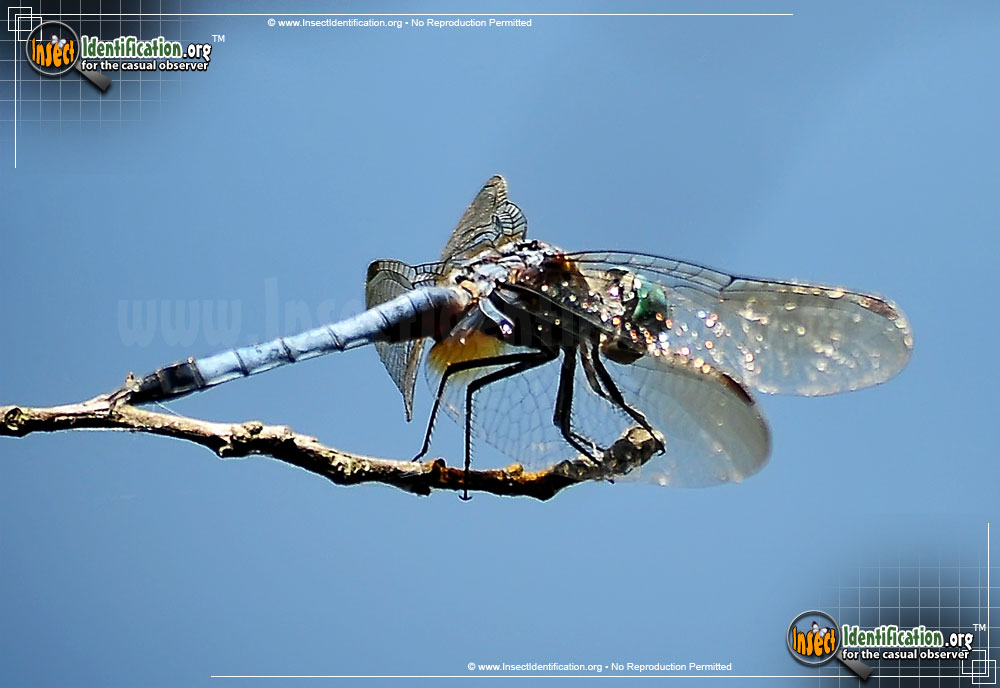 Full-sized image #5 of the Blue-Dasher