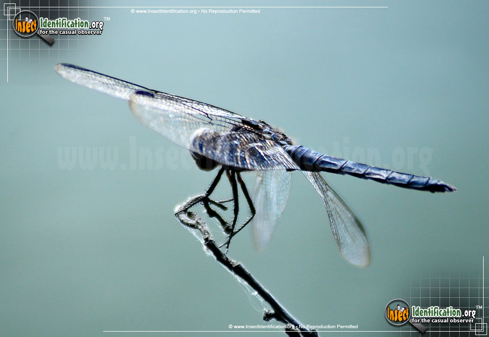 Full-sized image #10 of the Blue-Dasher