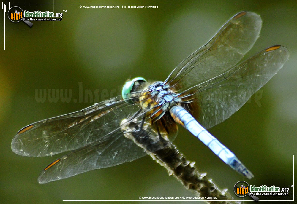 Full-sized image #3 of the Blue-Dasher