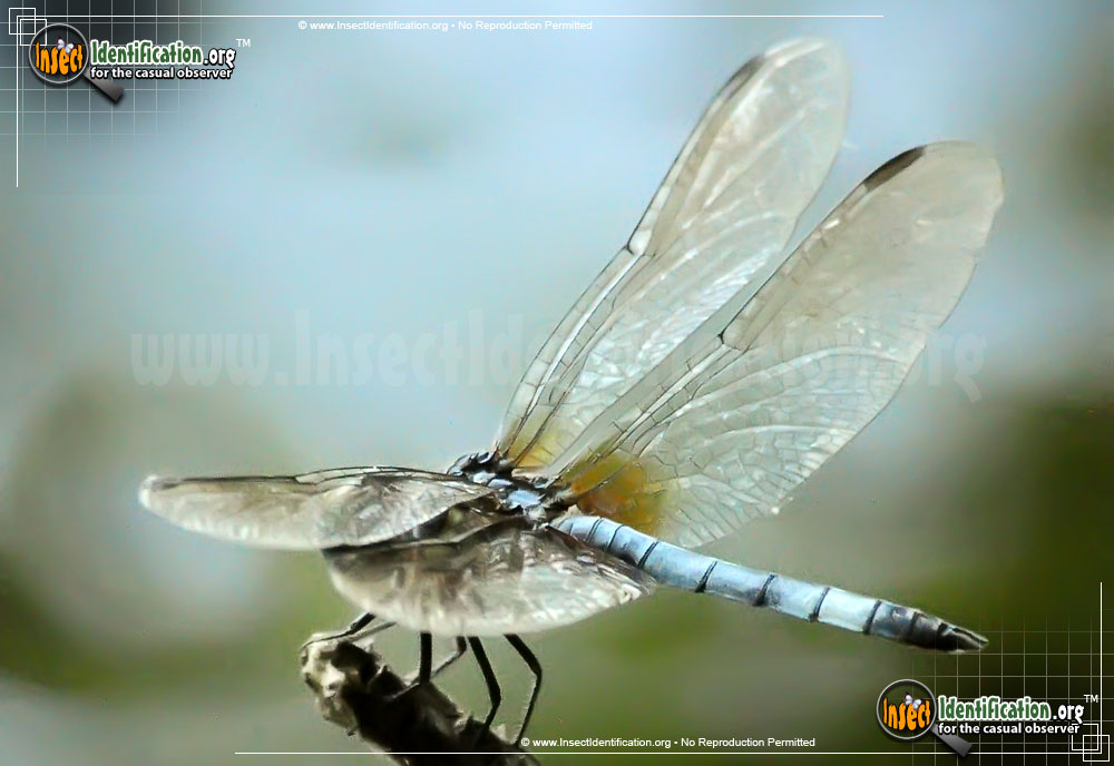 Full-sized image #8 of the Blue-Dasher