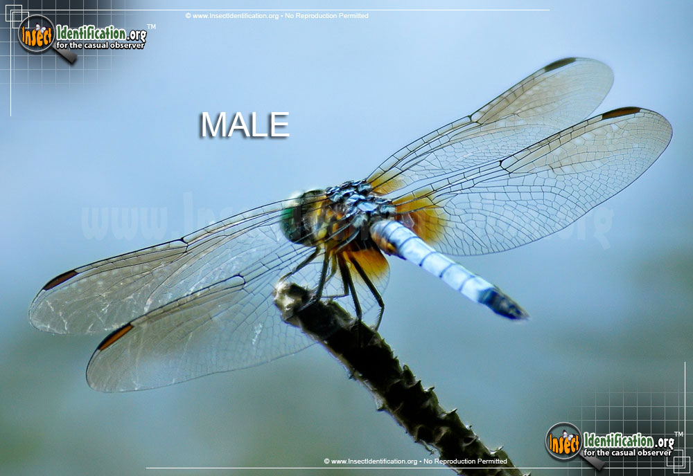 Full-sized image of the Blue-Dasher