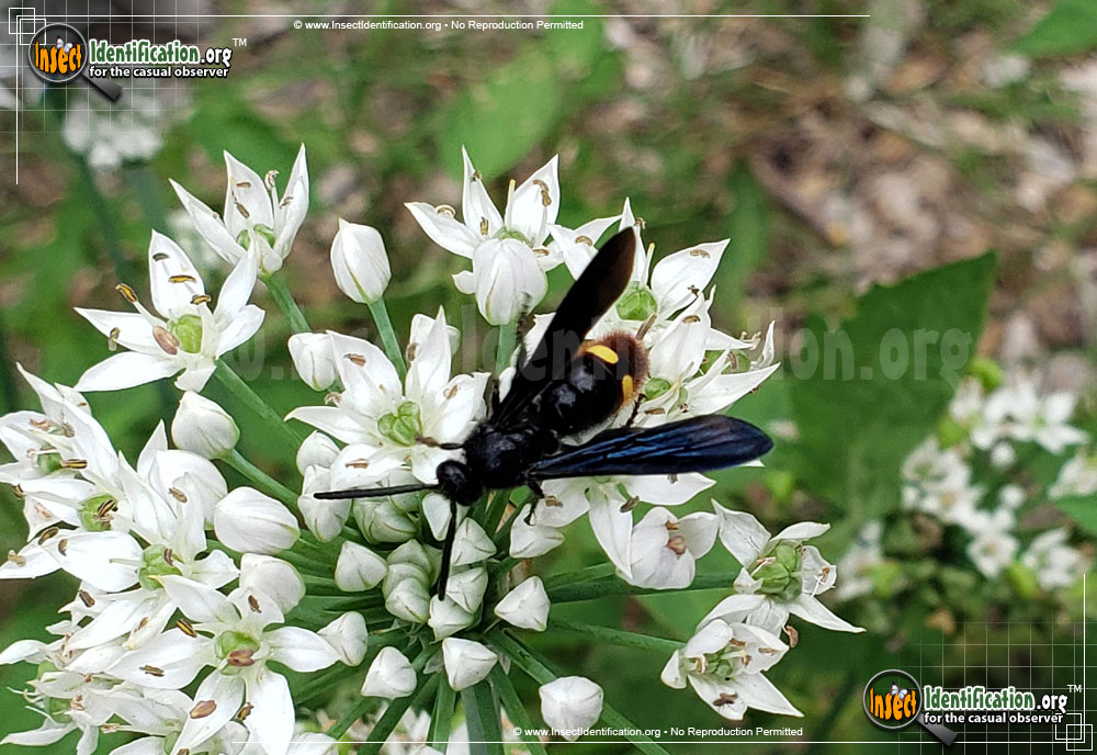 Full-sized image #3 of the Blue-Winged-Wasp