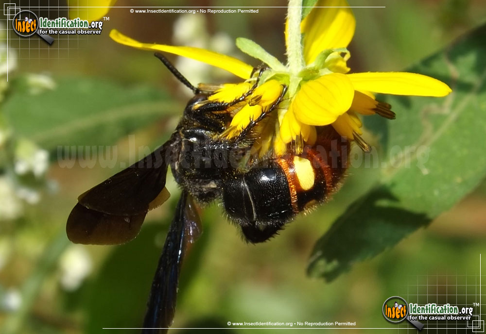 Full-sized image of the Blue-Winged-Wasp