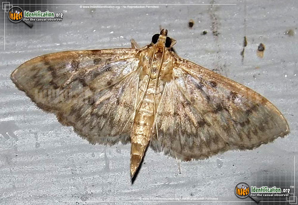 Full-sized image of the Bold-Feathered-Grass-Moth
