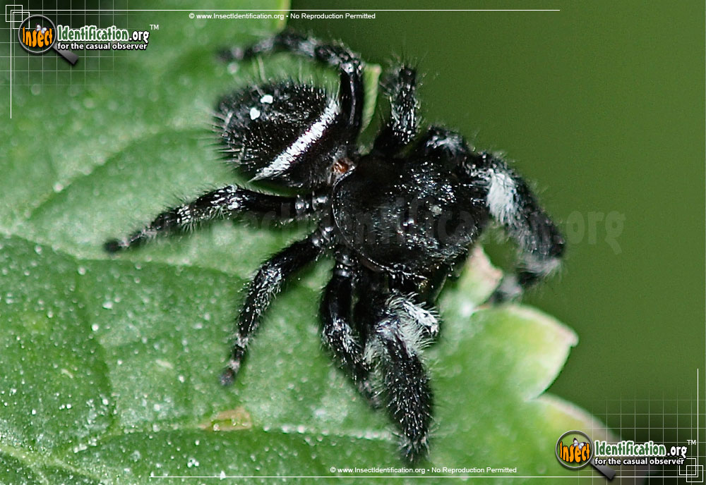 Full-sized image #2 of the Bold-Jumping-Spider