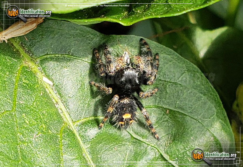 Full-sized image #3 of the Bold-Jumping-Spider