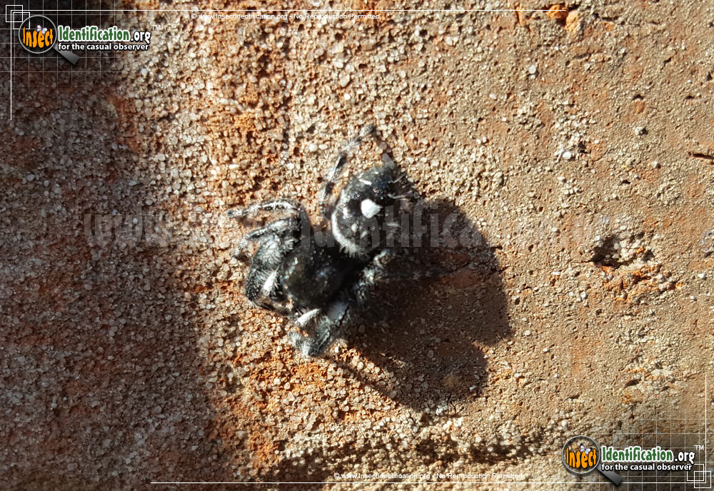 Full-sized image #4 of the Bold-Jumping-Spider