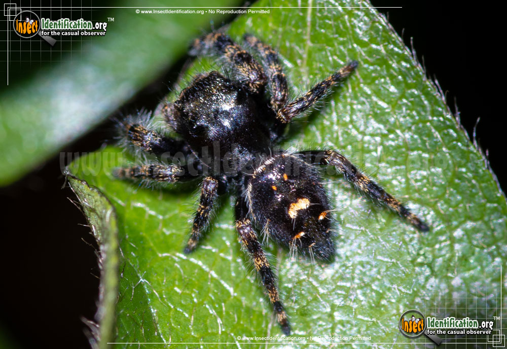 Full-sized image of the Bold-Jumping-Spider
