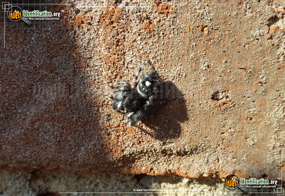 Full-sized image #6 of the Bold-Jumping-Spider