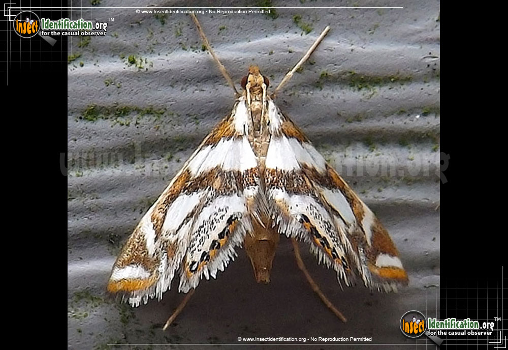 Full-sized image of the Bold-Medicine-Moth