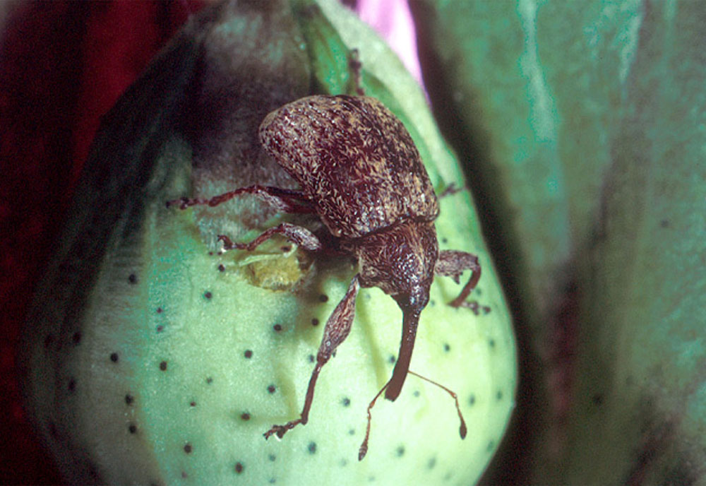 Full-sized image of the Boll-Weevil