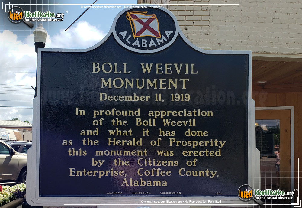 Full-sized image #4 of the Boll-Weevil