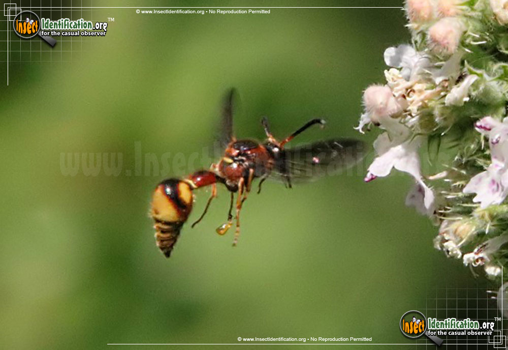Full-sized image #2 of the Bolls-Potter-Wasp