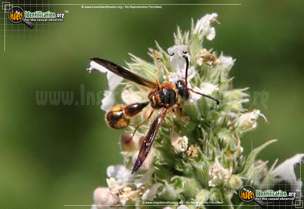 Full-sized image #3 of the Bolls-Potter-Wasp