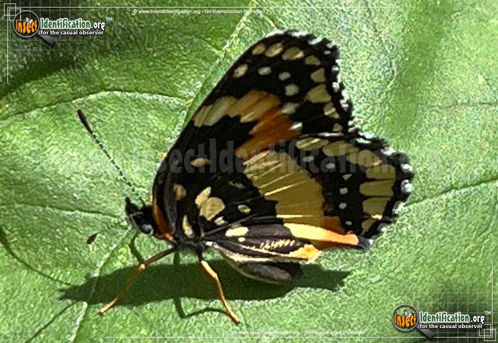 Full-sized image #6 of the Bordered-Patch-Butterfly