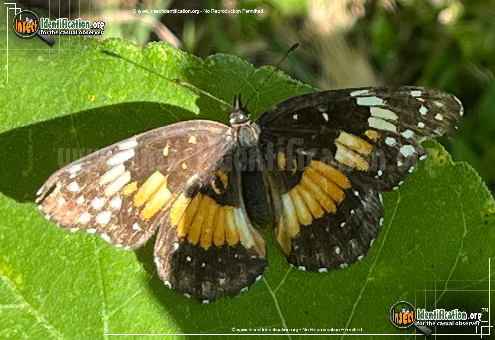 Full-sized image #9 of the Bordered-Patch-Butterfly