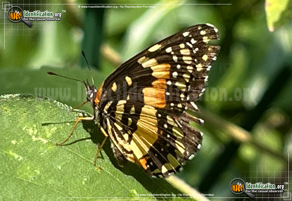 Full-sized image #8 of the Bordered-Patch-Butterfly