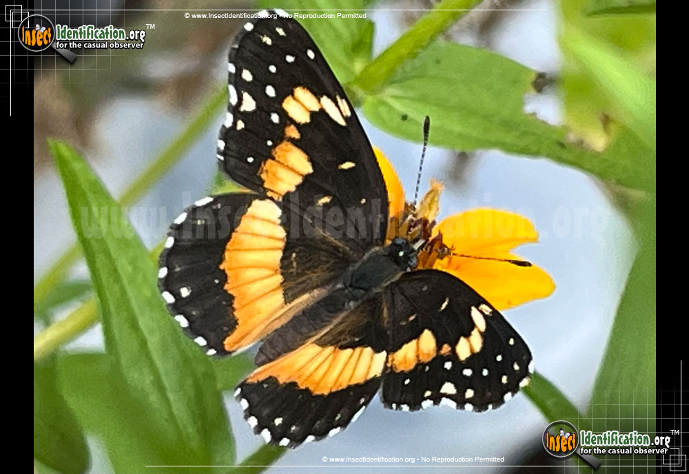 Full-sized image of the Bordered-Patch-Butterfly