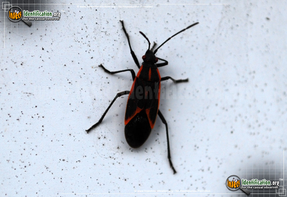 Full-sized image #11 of the Boxelder-Bug