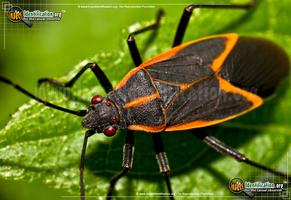 Full-sized image of the Boxelder-Bug