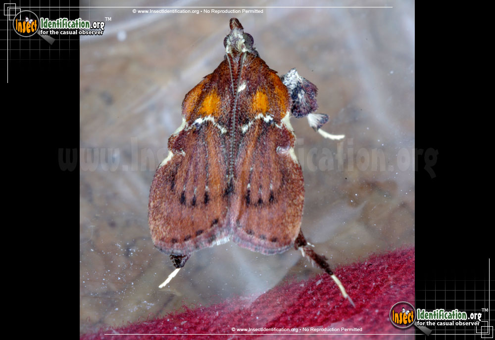 Full-sized image of the Boxwood-Leaftier-Moth