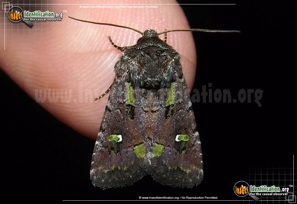Full-sized image of the Bristly-Cutworm-Moth