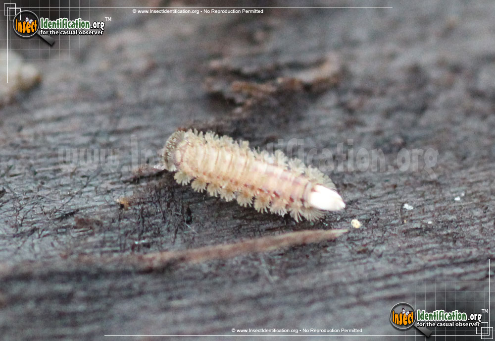 Full-sized image #2 of the Bristly-Millipede