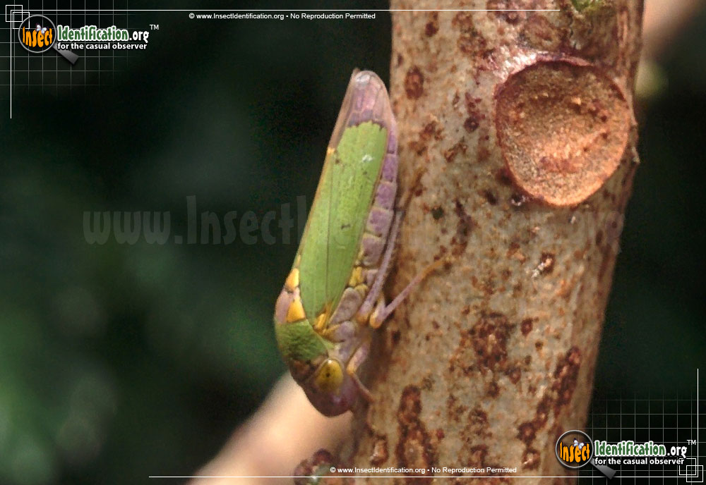 Full-sized image of the Broad-Headed-Sharpshooter-Leafhopper