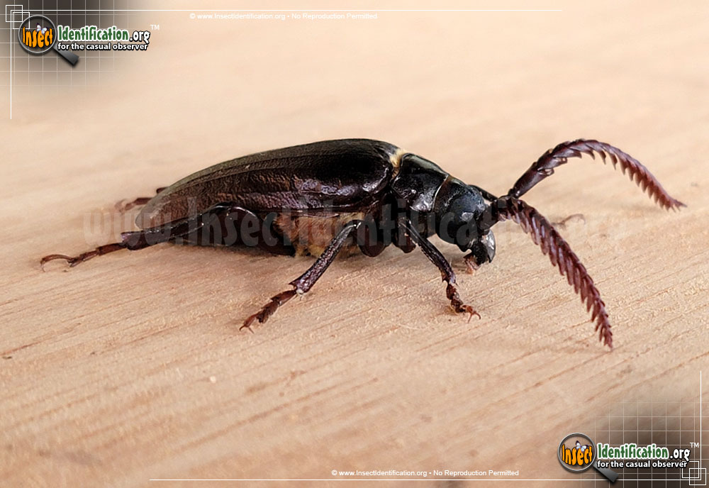 Full-sized image #12 of the Broad-Necked-Root-Borer